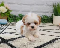 F1 Patty , a female Cavapoo for sale in Syracuse, IN – 5 of 9