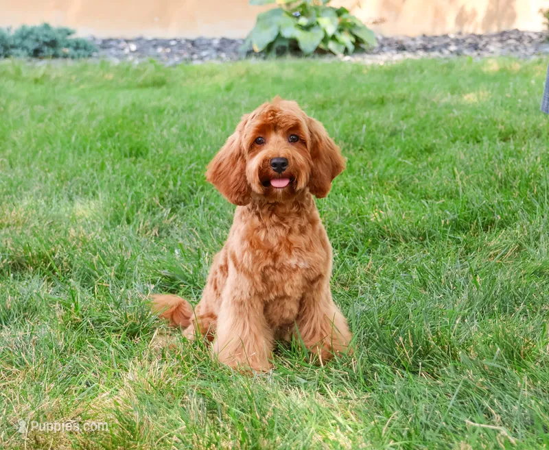 F1B Amore – Cavapoo puppy for sale in Syracuse, IN