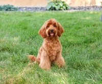 F1B Amore, a female Cavapoo for sale in Syracuse, IN – 1 of 8
