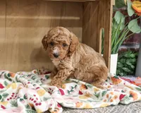 AKC Alaina, a female Poodle - Miniature  for sale in Syracuse, IN – 5 of 6