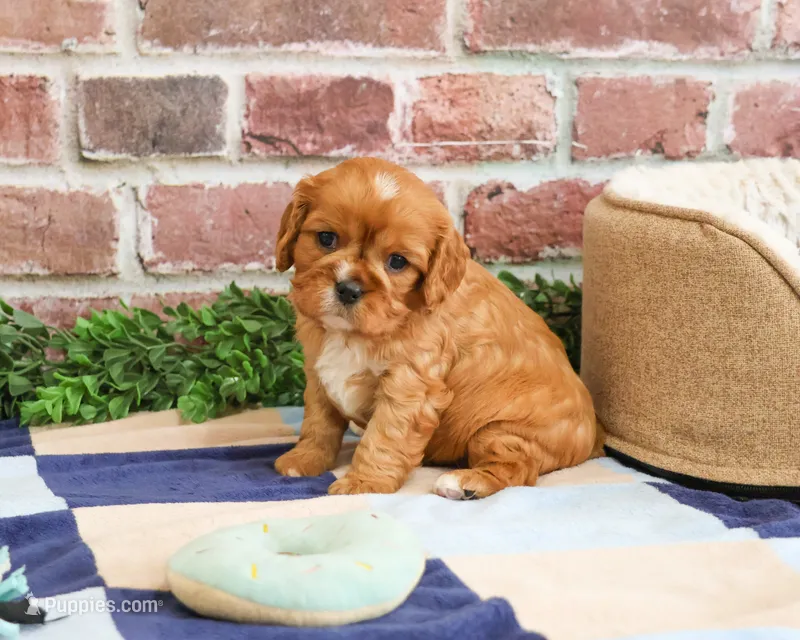 AKC Desmond – Cavalier King Charles Spaniel puppy for sale in Syracuse, IN