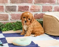 AKC Desmond, a male Cavalier King Charles Spaniel for sale in Syracuse, IN – 1 of 4