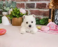 Bonnie, a female West Highland White Terrier for sale in Syracuse, IN – 6 of 6