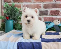 AKC Gatsby, a male West Highland White Terrier for sale in Syracuse, IN – Photo 4 of 8