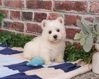 AKC Gatsby, a male West Highland White Terrier for sale in Syracuse, IN – Photo 3 of 8