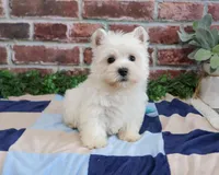 AKC Gatsby, a male West Highland White Terrier for sale in Syracuse, IN – Photo 2 of 8