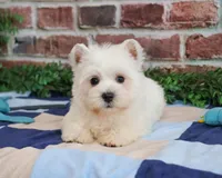 AKC Gatsby, a male West Highland White Terrier for sale in Syracuse, IN – Photo 1 of 8