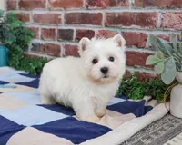 AKC Gatsby, a male West Highland White Terrier for sale in Syracuse, IN – Photo 6 of 8