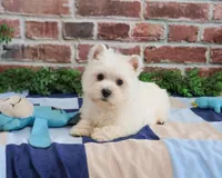 AKC Gatsby, a male West Highland White Terrier for sale in Syracuse, IN – Photo 5 of 8