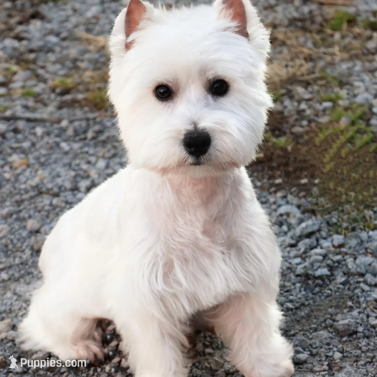 AKC Gatsby, a male West Highland White Terrier for sale in Syracuse, IN – Photo 7 of 8