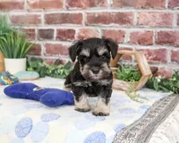 AKC Landon, a male Miniature Schnauzer for sale in Syracuse, IN – 2 of 4