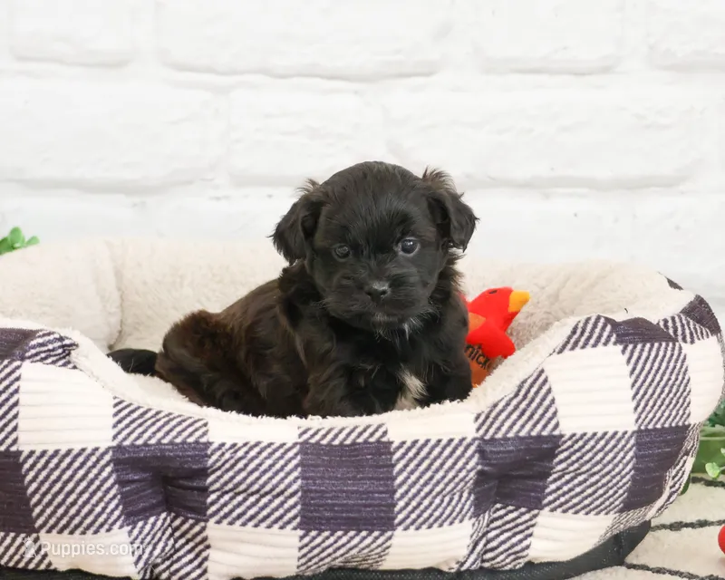 Harry  – Shihpoo puppy for sale in Syracuse, IN