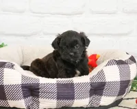 Harry , a male Shihpoo for sale in Syracuse, IN – 1 of 7