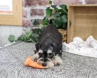 AKC Jeremy , a male Miniature Schnauzer for sale in Syracuse, IN – 6 of 10