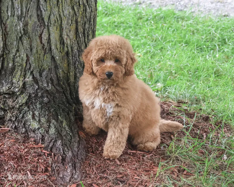 F1B Benny – Goldendoodle puppy for sale in Syracuse, IN