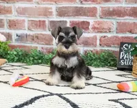 AKC Taylor , a female Miniature Schnauzer for sale in Syracuse, IN – 3 of 5