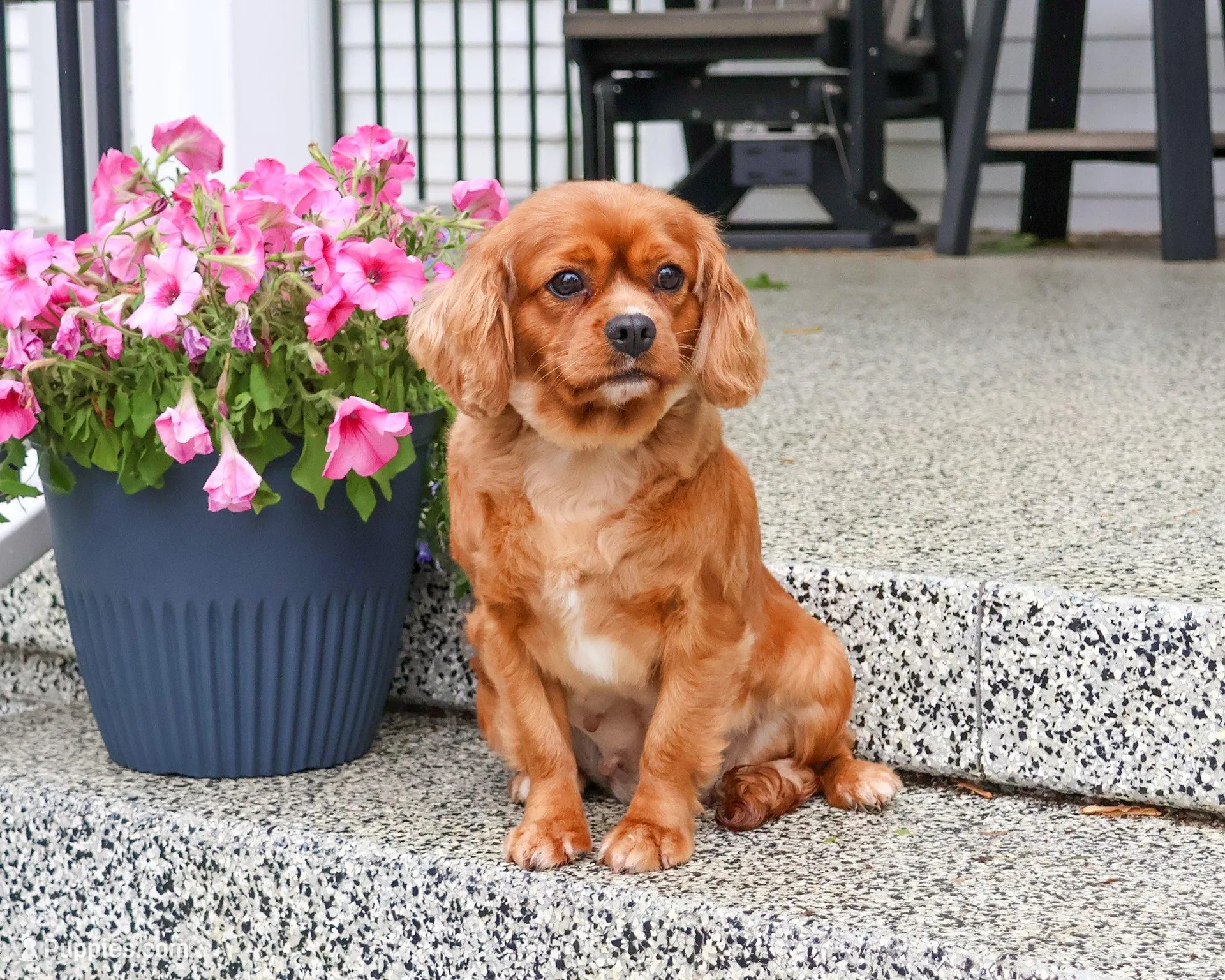F1 Shiloh , a male Cavapoo for sale in Syracuse, IN – Photo 7 of 8