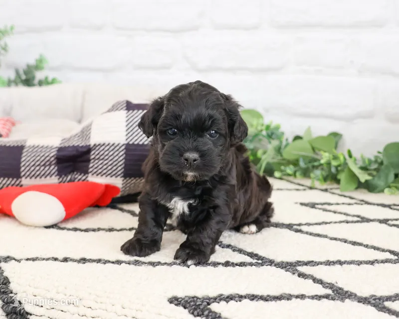 Draco  – Shihpoo puppy for sale in Syracuse, IN