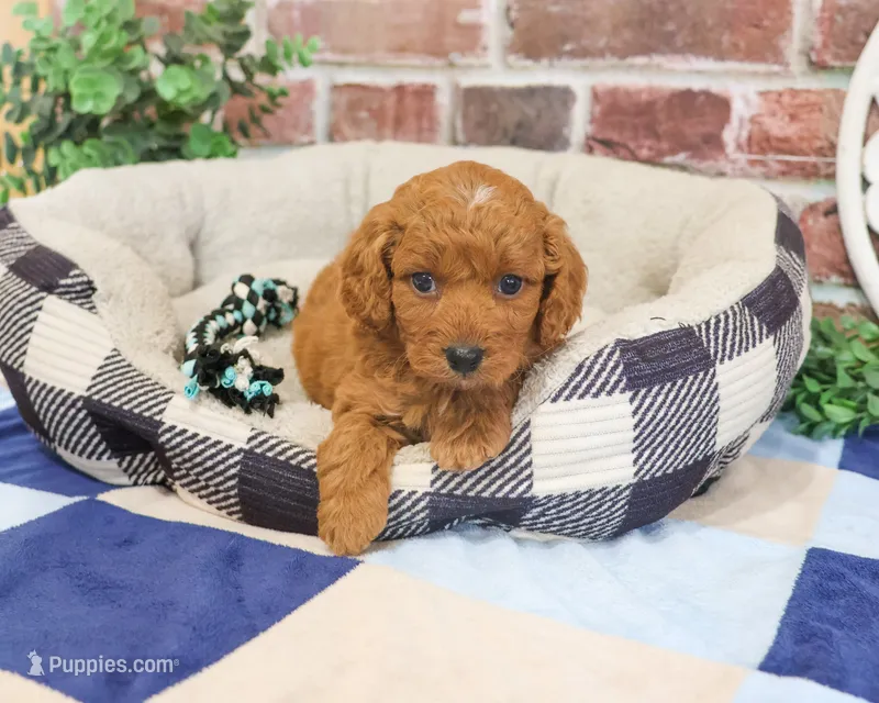 F1B Donut – Cavapoo puppy for sale in Syracuse, IN