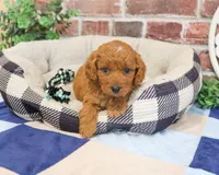 F1B Donut, a male Cavapoo for sale in Syracuse, IN – 1 of 6