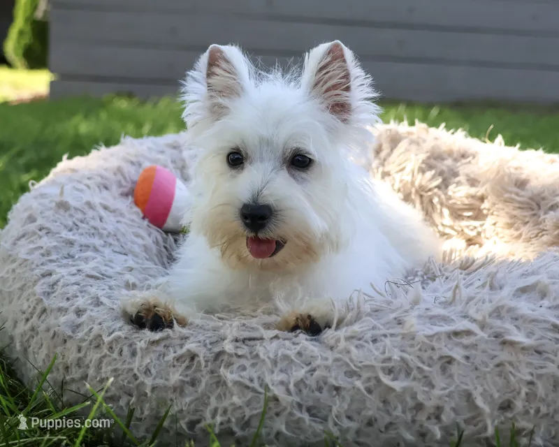 AKC Caroline – West Highland White Terrier puppy for sale in Syracuse, IN