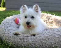 AKC Caroline, a female West Highland White Terrier for sale in Syracuse, IN – 5 of 10