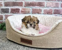 AKC Belle, a female Shih Tzu for sale in Syracuse, IN – 2 of 5