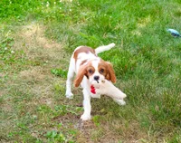 AKC Keanu , a male Cavalier King Charles Spaniel for sale in Syracuse, IN – 2 of 8