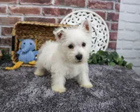 AKC Wallace , a male West Highland White Terrier for sale in Syracuse, IN – 5 of 10