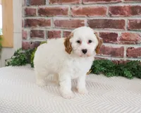 F1 Emerald, a female Cavapoo for sale in Syracuse, IN – 2 of 6