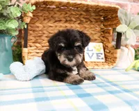 AKC Winnie , a male Miniature Schnauzer for sale in Syracuse, IN – Photo 4 of 6