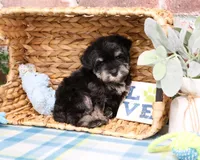 AKC Winnie , a male Miniature Schnauzer for sale in Syracuse, IN – Photo 3 of 6
