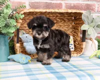 AKC Winnie , a male Miniature Schnauzer for sale in Syracuse, IN – Photo 2 of 6