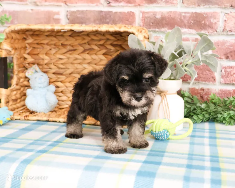 AKC Winnie  – Miniature Schnauzer puppy for sale in Syracuse, IN