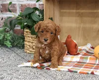 AKC Apollo, a male Poodle - Miniature  for sale in Syracuse, IN – 2 of 5