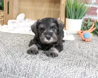 AKC Trenton, a male Miniature Schnauzer for sale in Syracuse, IN – 3 of 5