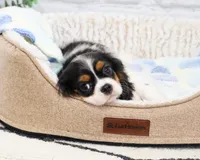 AKC Kaiden , a male Cavalier King Charles Spaniel for sale in Syracuse, IN – 4 of 10