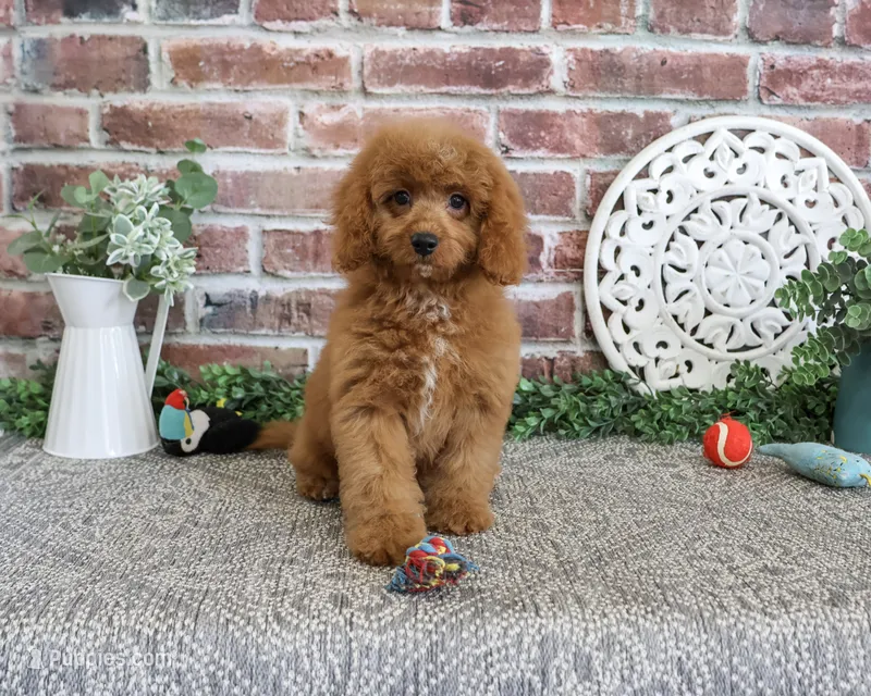 F1B Donut – Cavapoo puppy for sale in Syracuse, IN