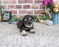 AKC Libby, a female Miniature Schnauzer for sale in Syracuse, IN – 2 of 5
