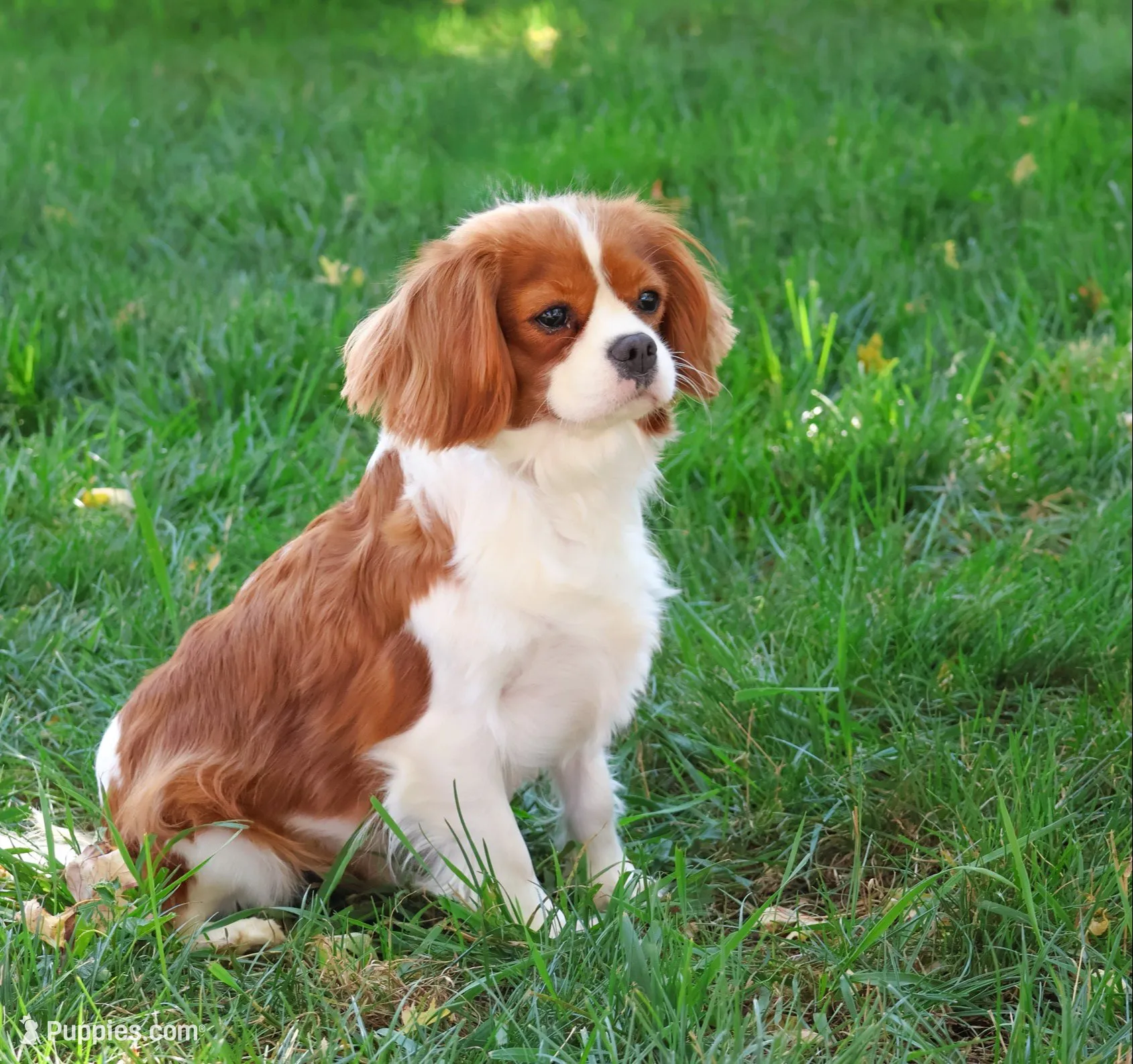F1 Emerald, a female Cavapoo for sale in Syracuse, IN – 5 of 6