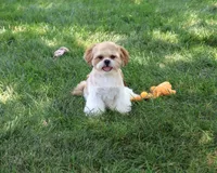 AKC Fox , a male Shih Tzu for sale in Syracuse, IN – 3 of 10