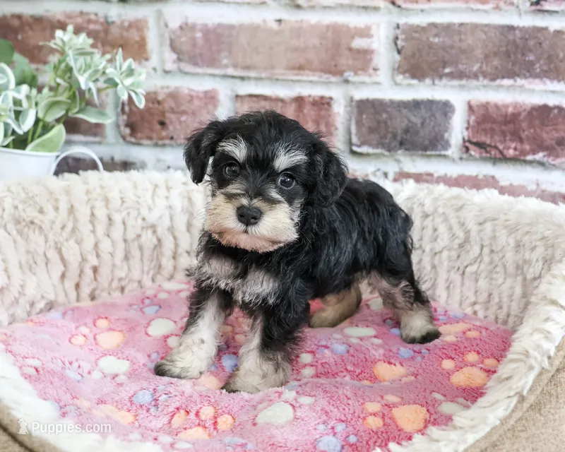 AKC Janelle – Miniature Schnauzer puppy for sale in Syracuse, IN
