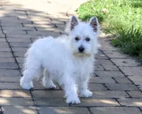 AKC Bonnie, a female West Highland White Terrier for sale in Syracuse, IN – 4 of 10