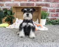 AKC Jacob, a male Miniature Schnauzer for sale in Syracuse, IN – 4 of 10