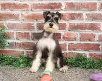 AKC Maureen, a female Miniature Schnauzer for sale in Syracuse, IN – Photo 3 of 10