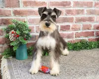 AKC Maureen, a female Miniature Schnauzer for sale in Syracuse, IN – Photo 1 of 10