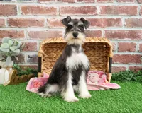 AKC Maureen, a female Miniature Schnauzer for sale in Syracuse, IN – Photo 5 of 10