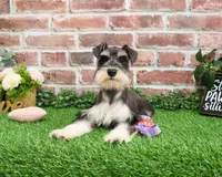 AKC Maureen, a female Miniature Schnauzer for sale in Syracuse, IN – Photo 4 of 10