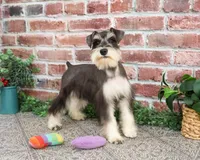 AKC Maureen, a female Miniature Schnauzer for sale in Syracuse, IN – Photo 2 of 10