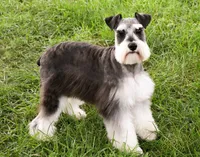 AKC Maureen, a female Miniature Schnauzer for sale in Syracuse, IN – Photo 9 of 10